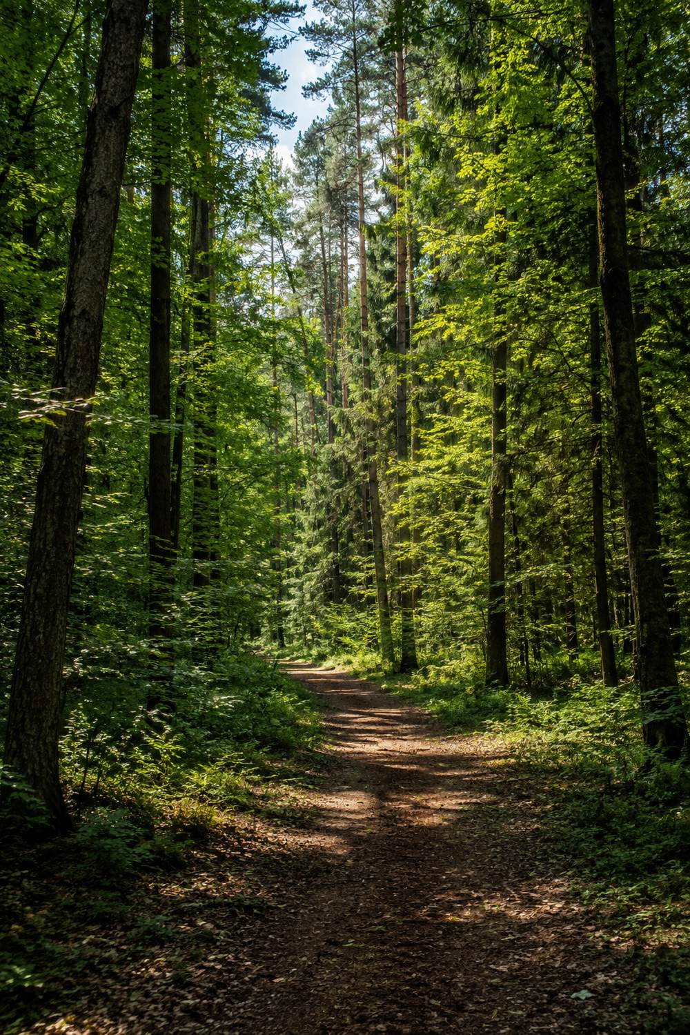 Stary, gęsty las — pomnik przyrody